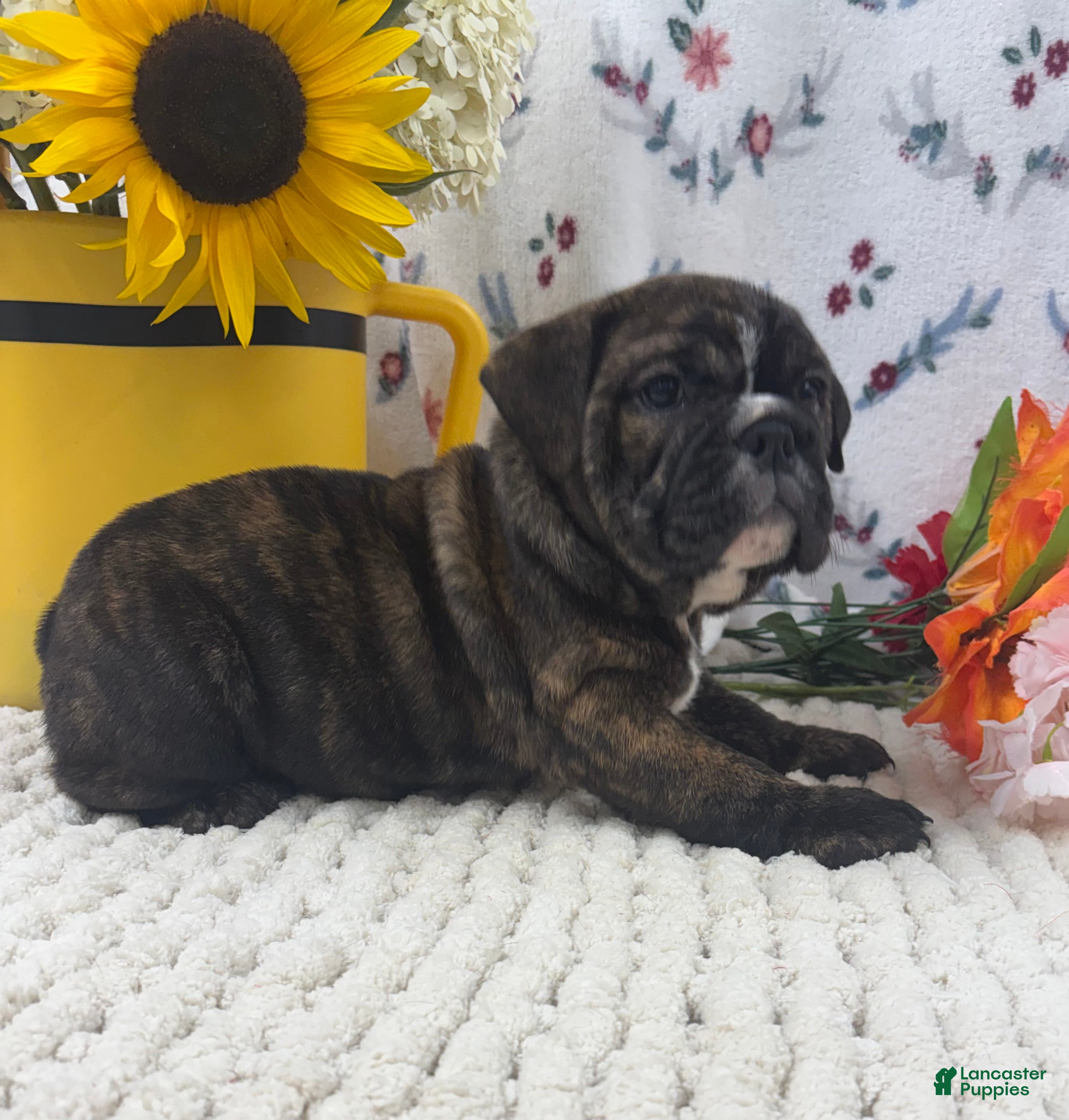 English Bulldog dogs Taffy - Ad 1
