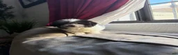 Shihpoo dogs for sale: Theo — The Sweet Little Cuddle Bug - Ad 6