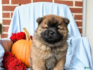 Chow Chow dogs - Ad 1