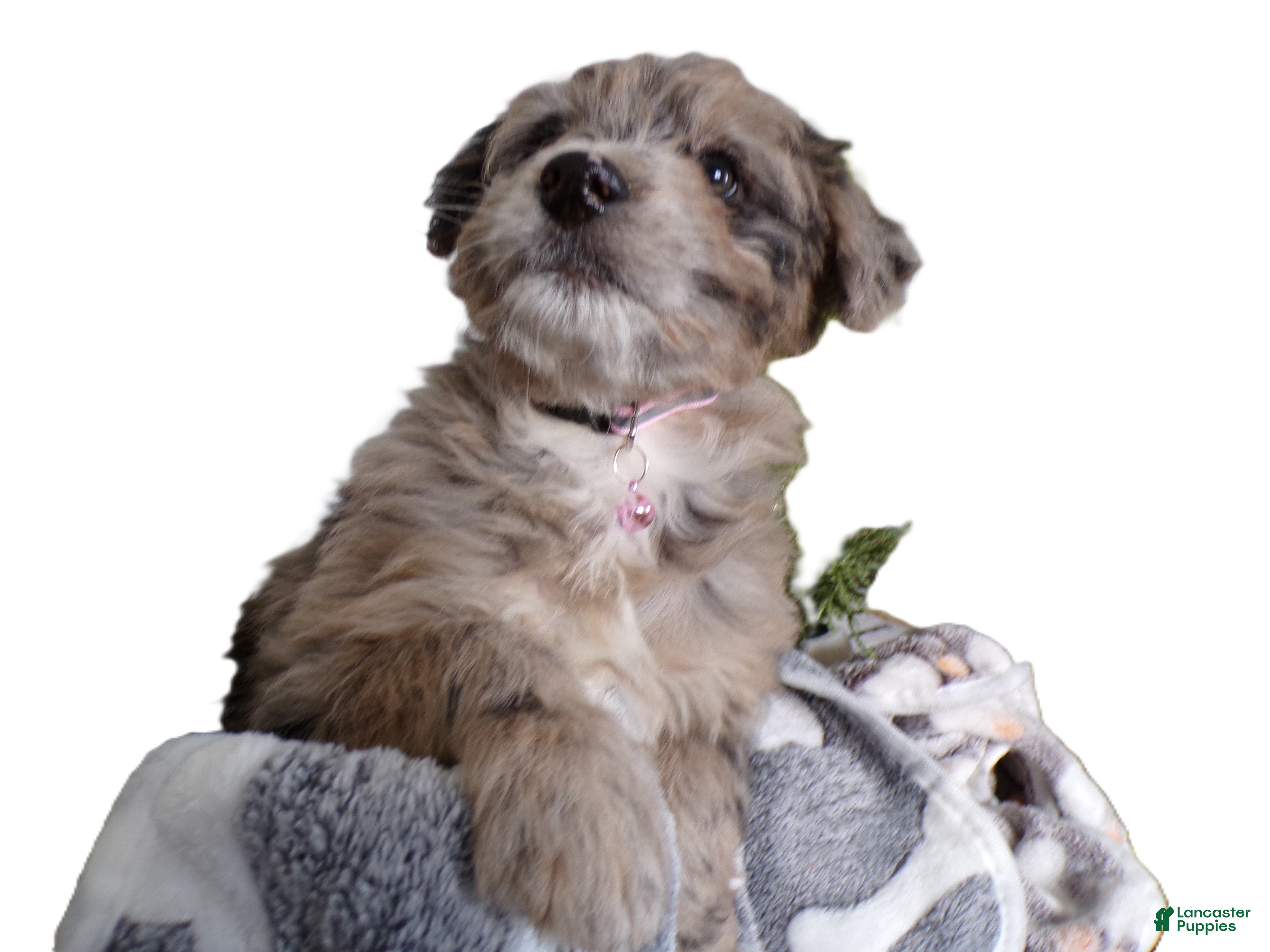 Mini Aussiedoodle dogs Mini Aussie-doodle Puppy 4 Starlight - Ad 42
