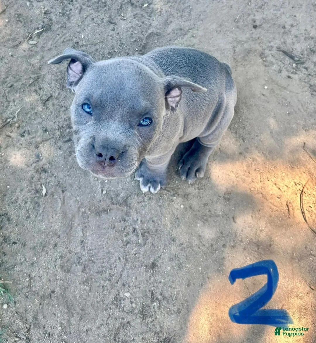 American Bully dogs for sale: American Bully 2 - Ad 1