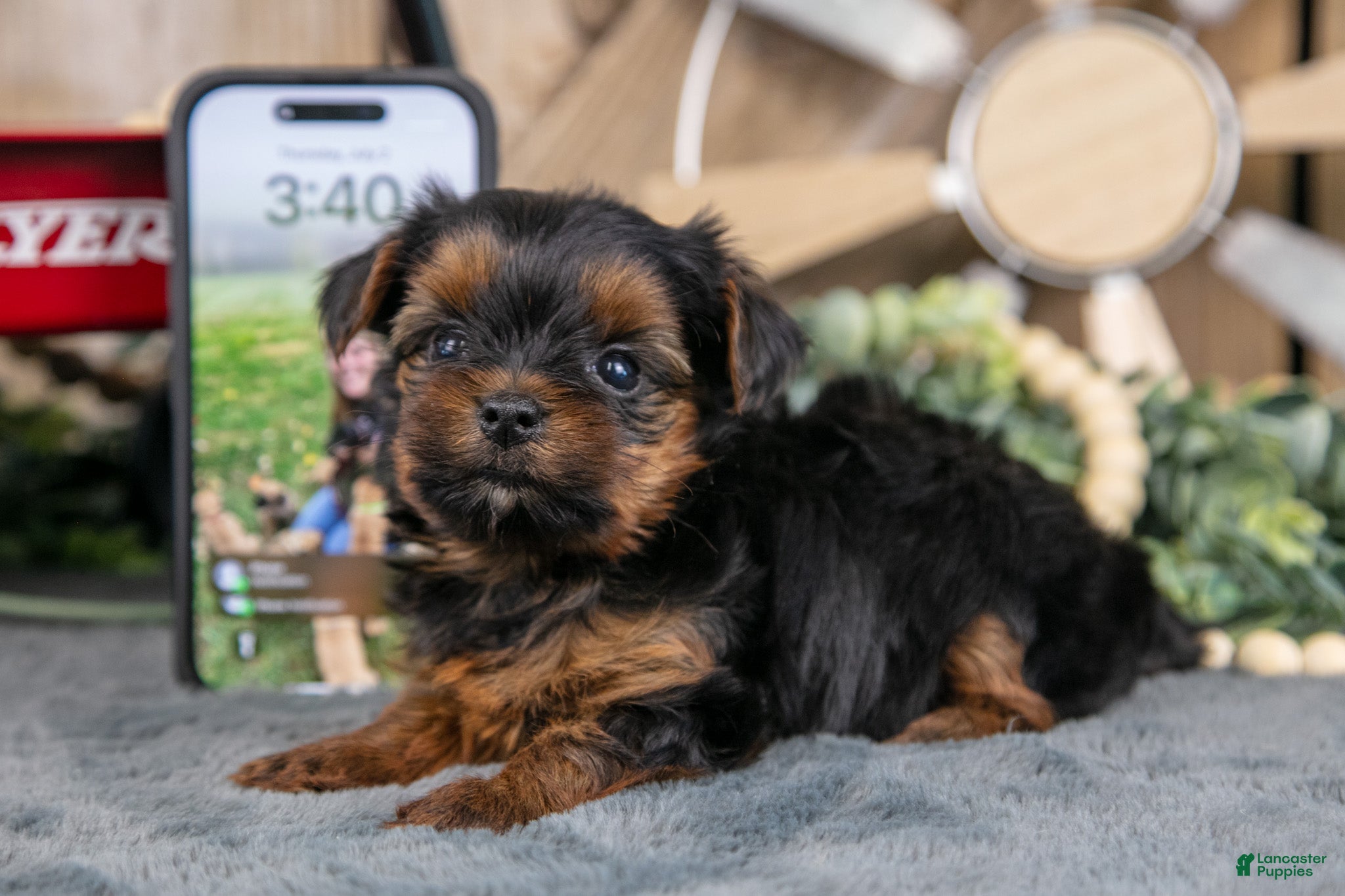 Yorkshire Terrier dogs Harper - Ad 1