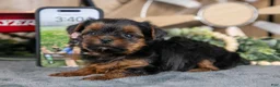 Yorkshire Terrier dogs for sale: Harper - Ad 1