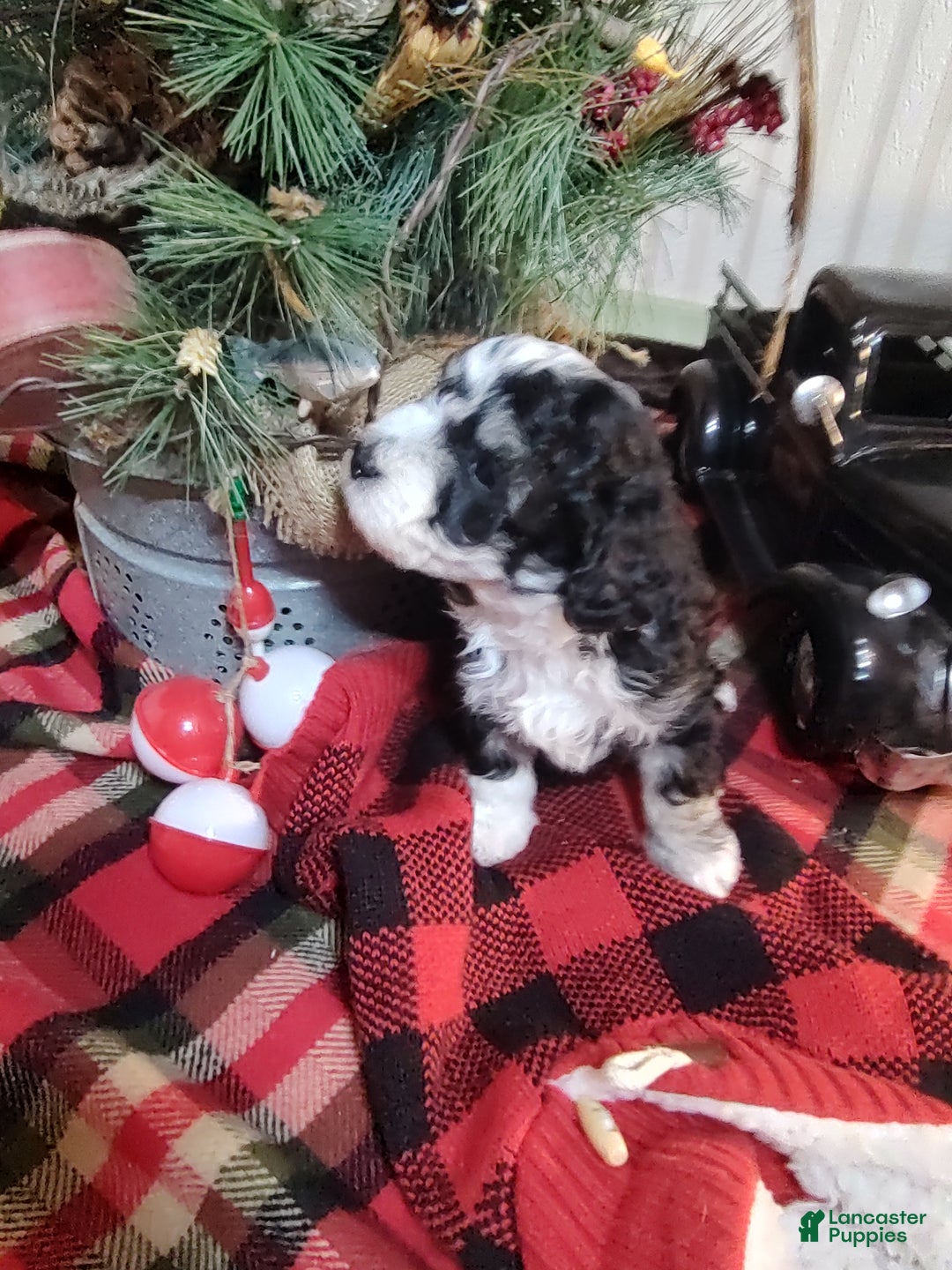 Mini Sheepadoodle dogs for sale: Pierre - Ad 5
