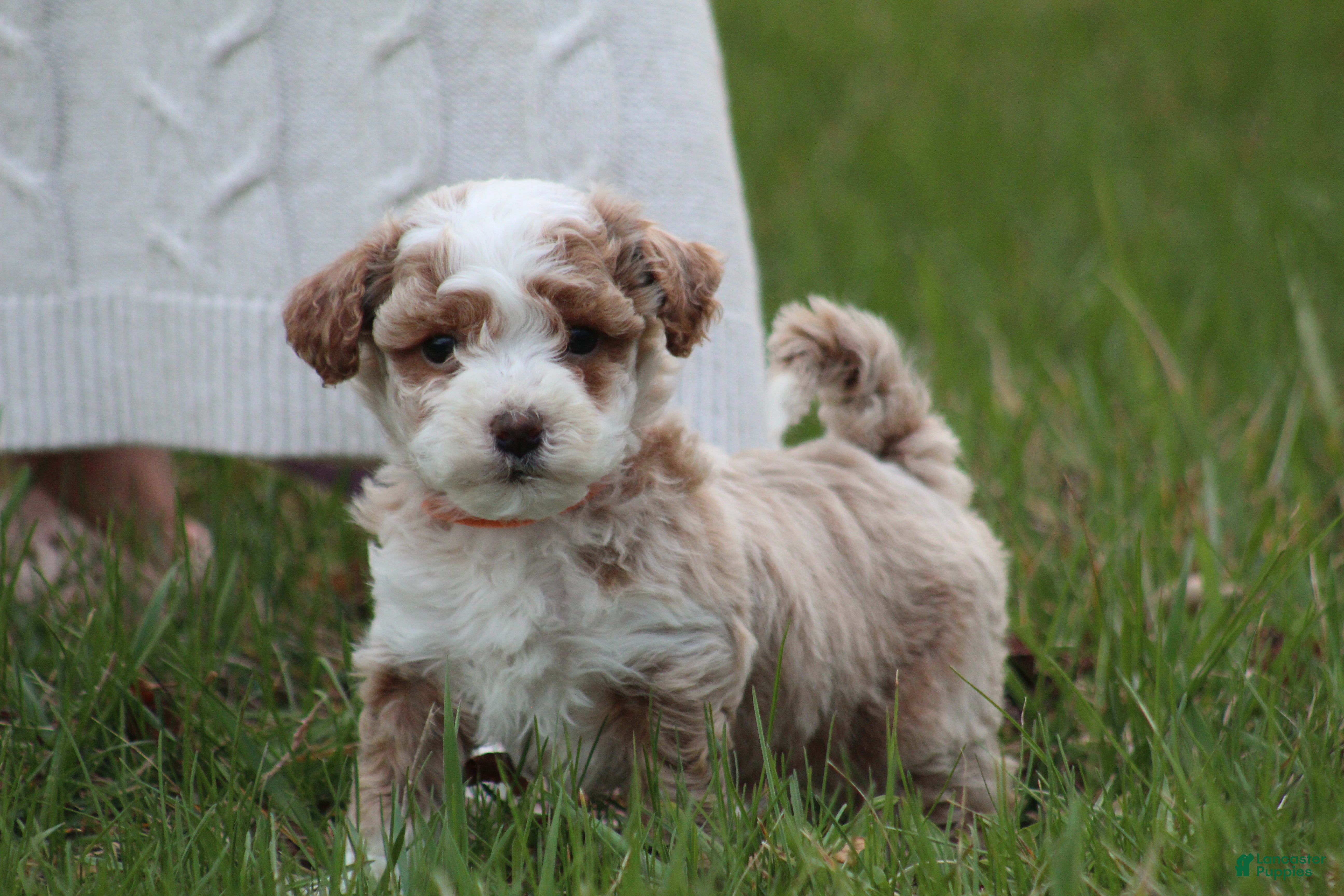 Bichpoo dogs Ryder - Ad 1