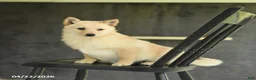 Schipperke dogs for sale: Fifi - Ad 3