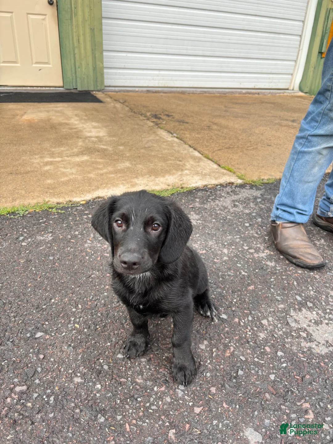 Mixed Breed dogs for sale: Bernie - blue heeler and beagle mix - Ad 2