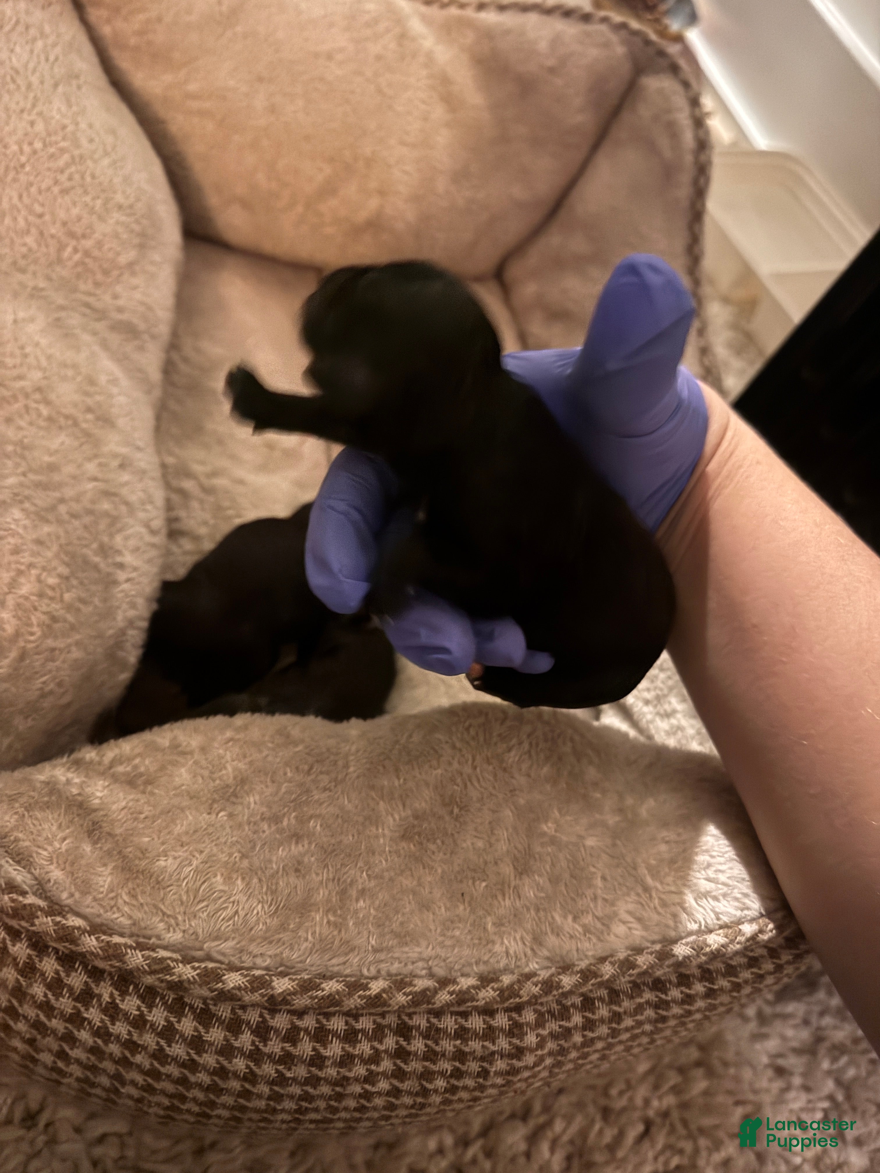 Schnoodle dogs Schnoodle Puppy 6 - Ad 8