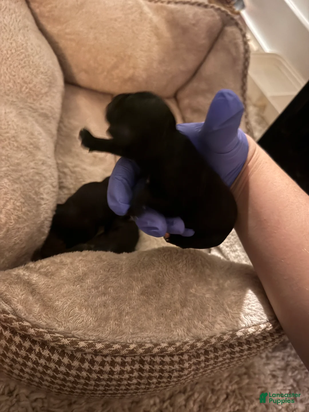 Schnoodle dogs for sale: Schnoodle Puppy 6 - Ad 1