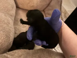 Schnoodle dogs Schnoodle Puppy 6 - Ad 8