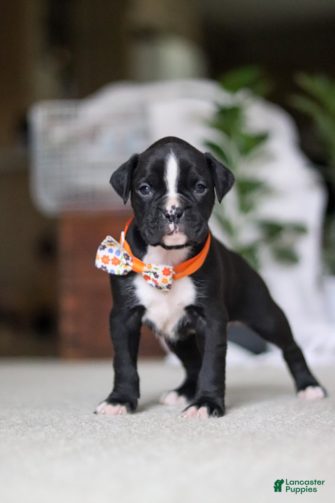 Boxer dogs for sale: Axel - Ad 7