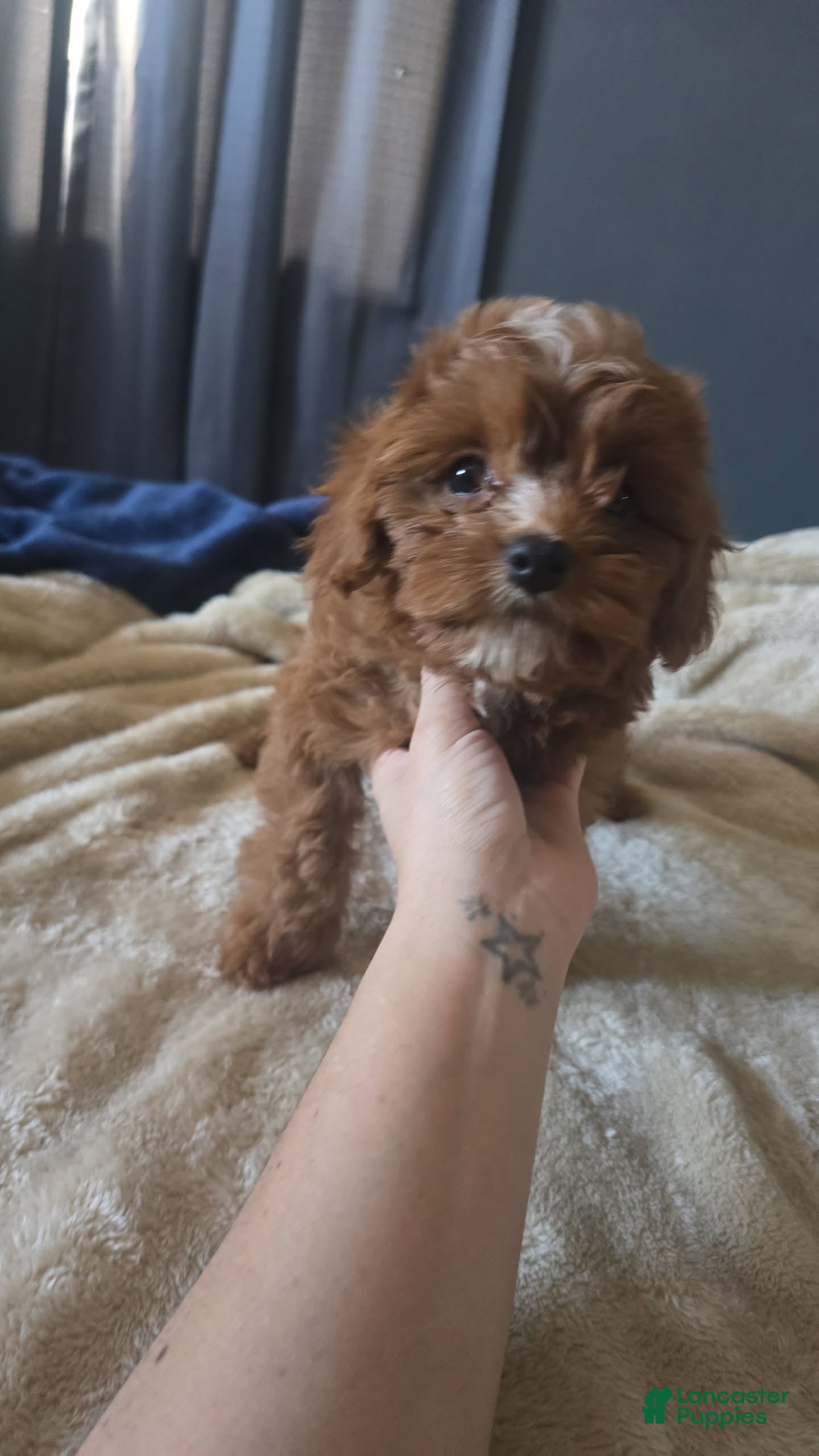 Cavapoo dogs Luna - Ad 2