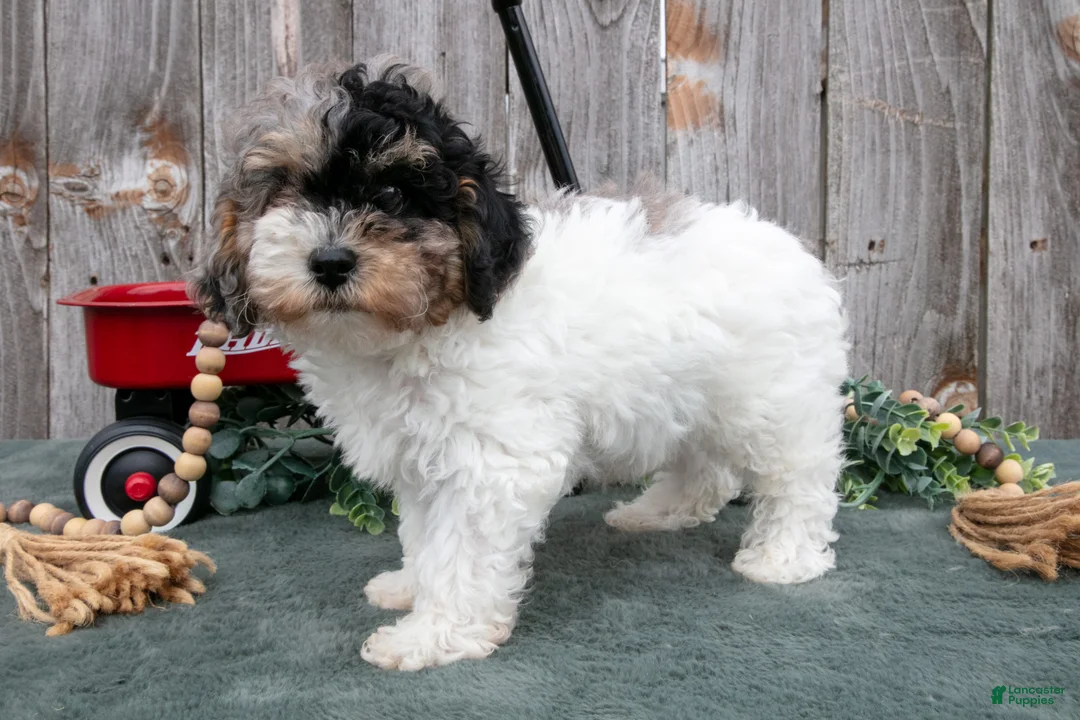 Toy Poodle dogs for sale: Preston - Ad 3