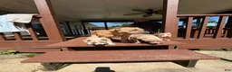 American Bully dogs for sale: American Bully 3 - Ad 4