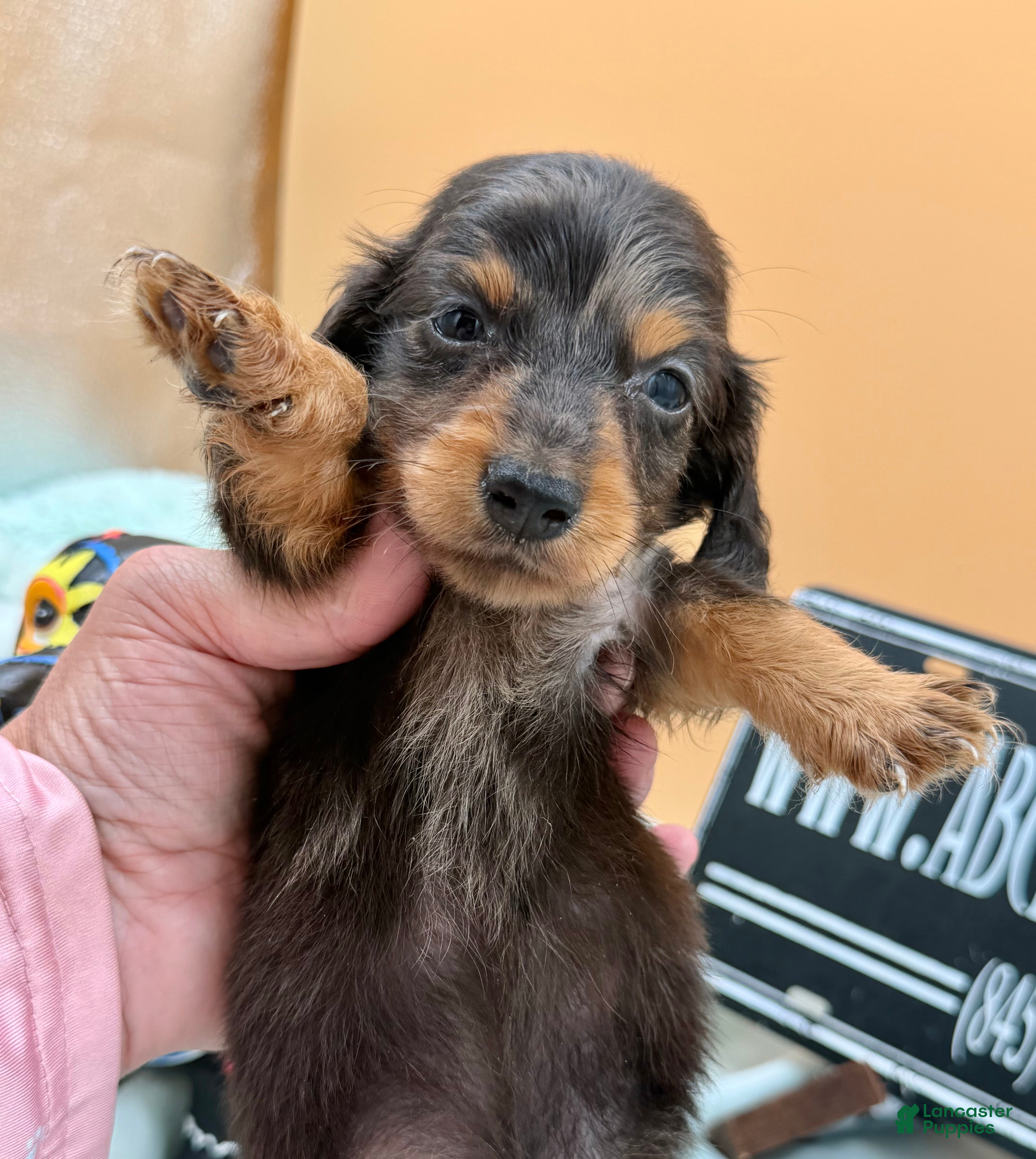 Miniature Dachshund dogs Russian AKC dapple Lh girl - Ad 14