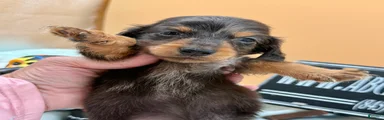 Russian AKC dapple Lh girl