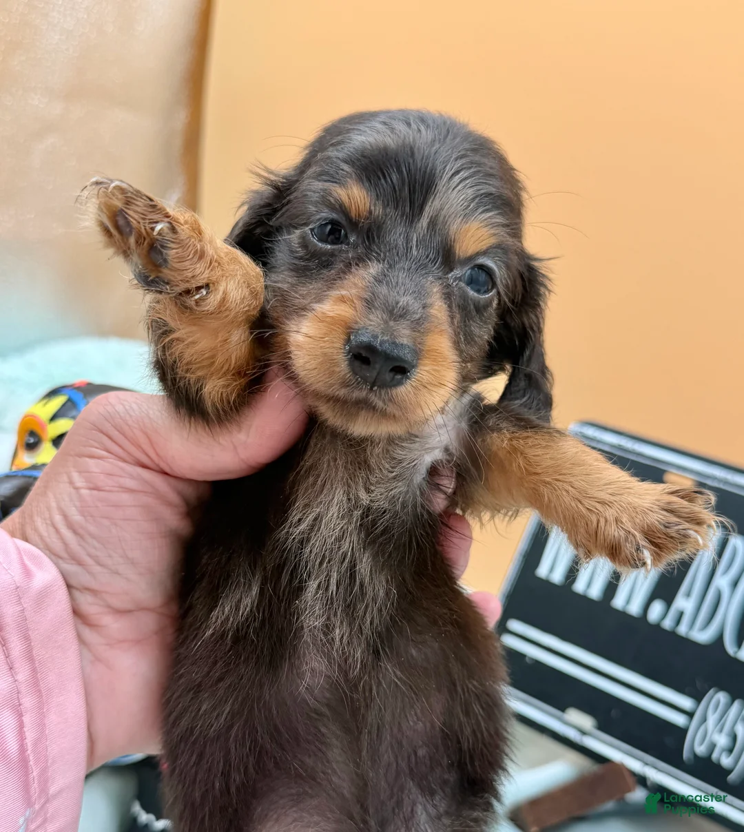 Miniature Dachshund dogs for sale: Russian AKC dapple Lh girl - Ad 1