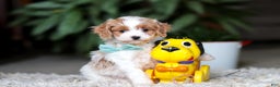 Cavapoo dogs for sale: Randy - Ad 8