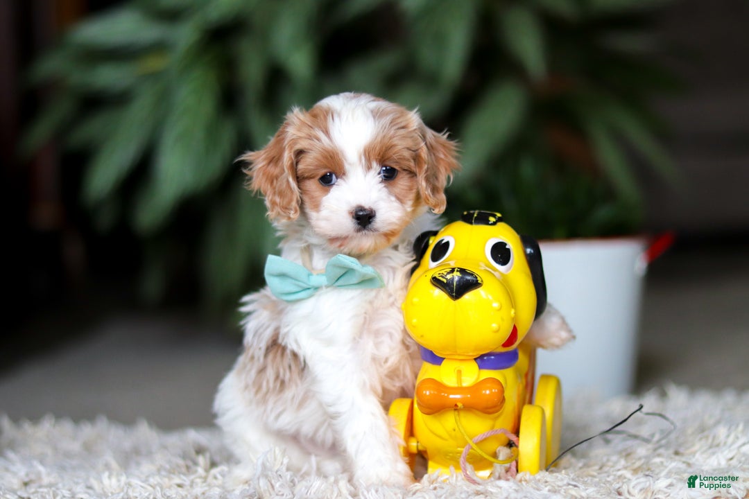 Cavapoo dogs for sale: Randy - Ad 8