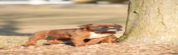 Boxer dogs for sale: Remington - Ad 3