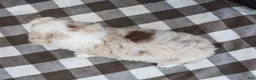 Australian Shepherd dogs for sale: Ryan - Ad 6