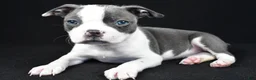 Boston Terrier dogs for sale: Callie - Ad 7