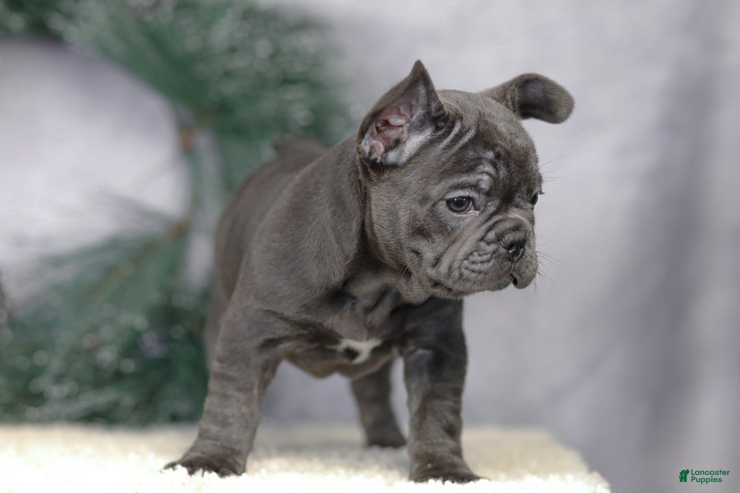 French Bulldog dogs for sale: Cami - Ad 5