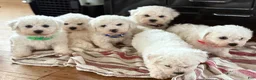 Bichon Frise dogs for sale: Eden - Ad 16