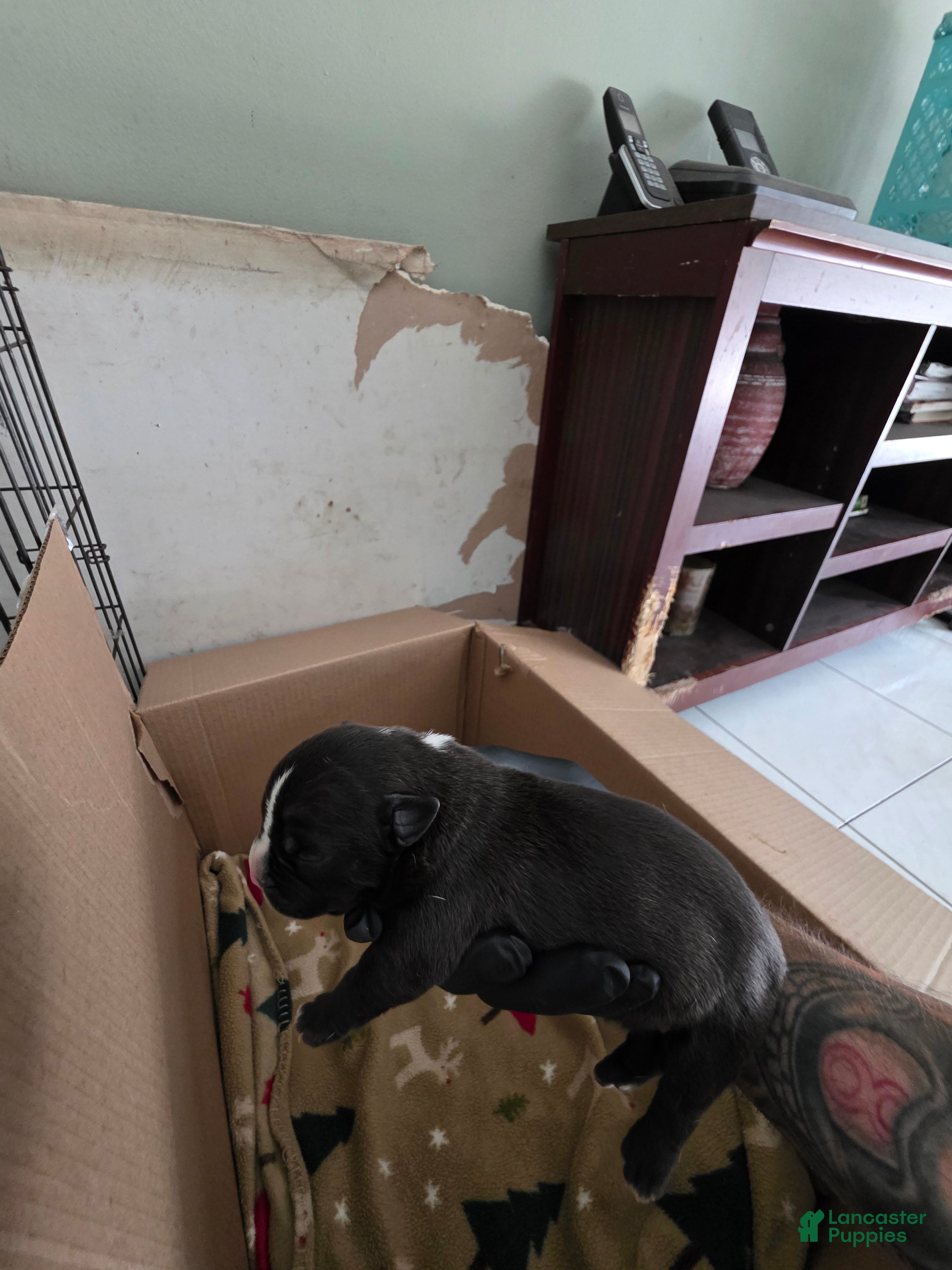 American Bully dogs American Bully 3 - Ad 21