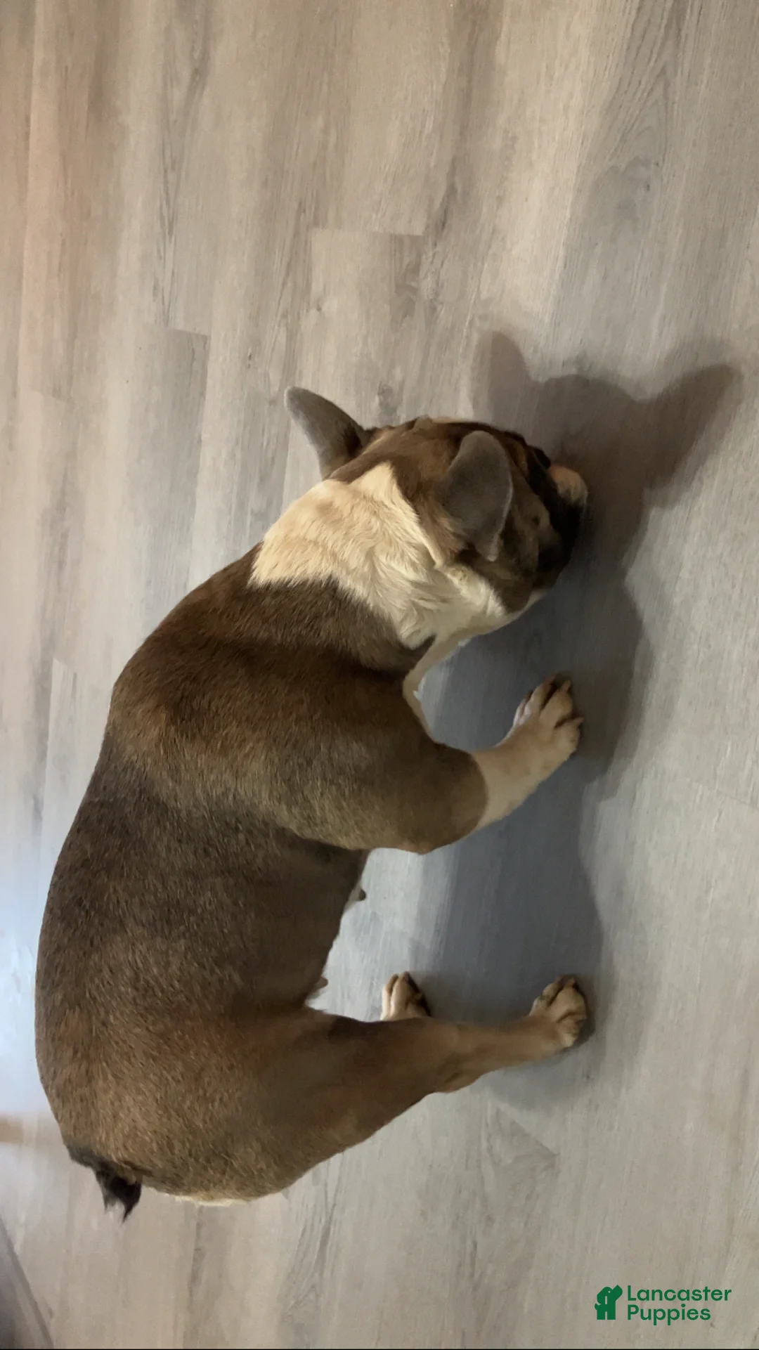 French Bulldog dogs for sale: Luna - Ad 2