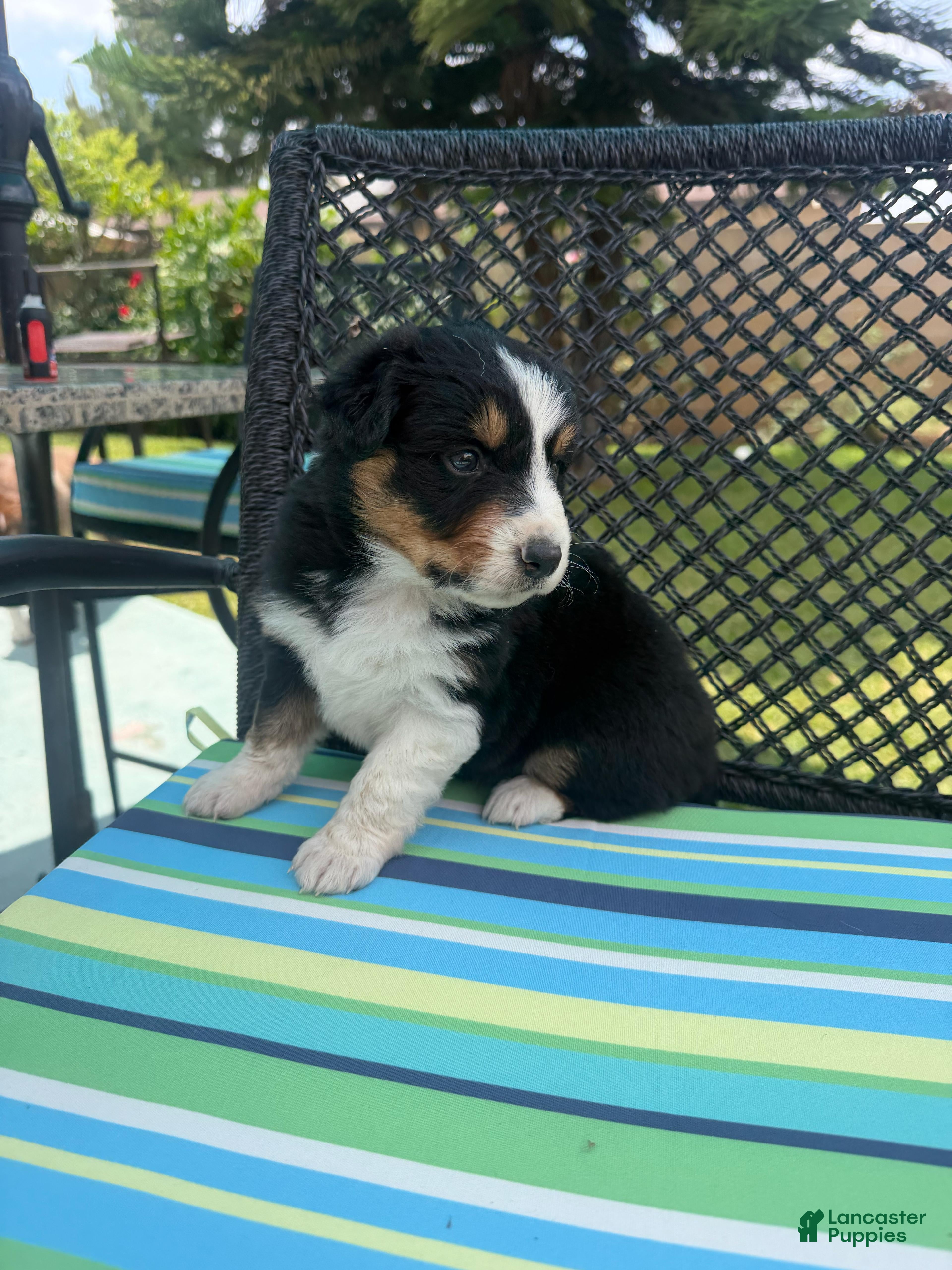 Australian Shepherd dogs Australian Shepherd Puppy 3 - Ad 18