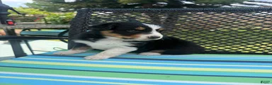 Australian Shepherd Puppy 3