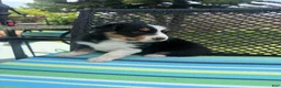 Australian Shepherd dogs for sale: Australian Shepherd Puppy 3 - Ad 1