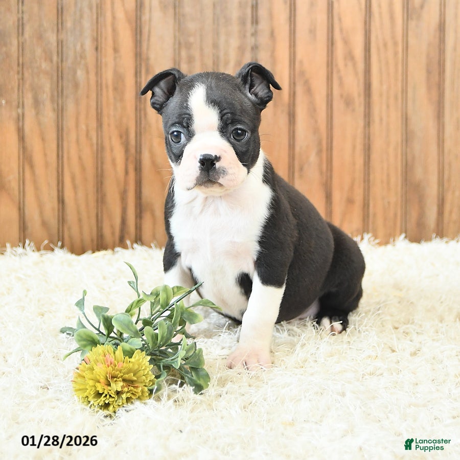 Boston Terrier dogs Marigold - Ad 5