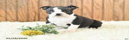 Boston Terrier dogs for sale: Marigold - Ad 1