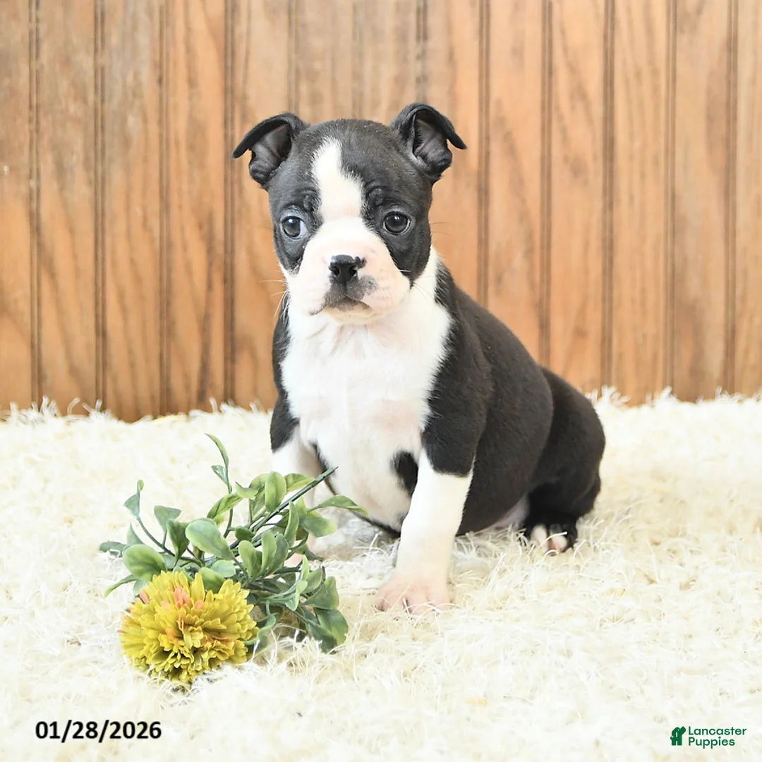 Boston Terrier dogs for sale: Marigold - Ad 1