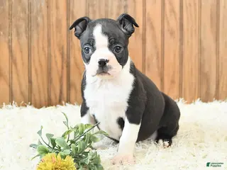 Boston Terrier dogs Marigold - Ad 5