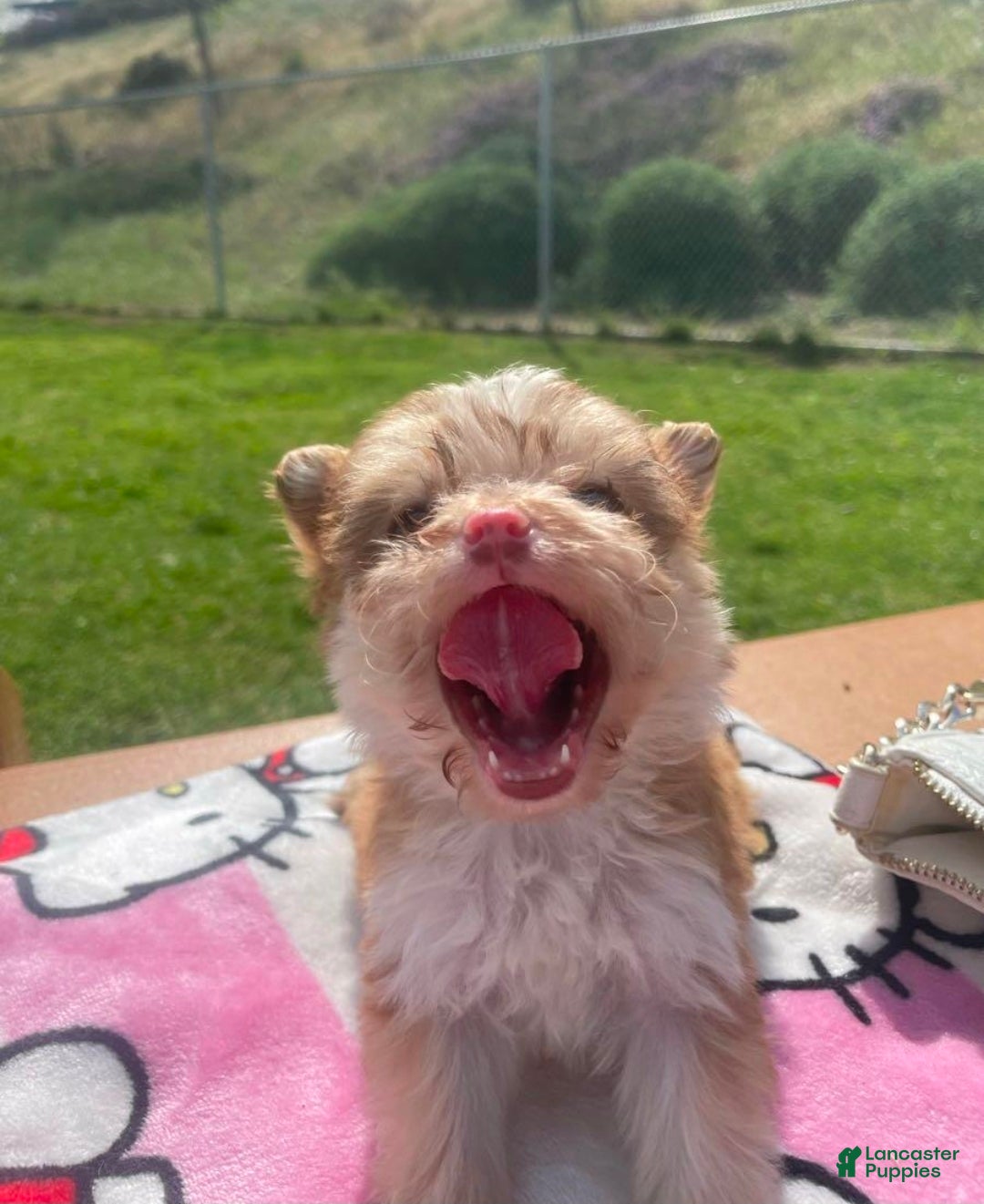 Yorkiepoo dogs Yorkiepoo tiny toy Puppy 1 female  - Ad 3