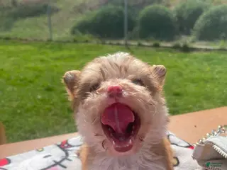 Yorkiepoo dogs Yorkiepoo tiny toy Puppy 1 female - Ad 3