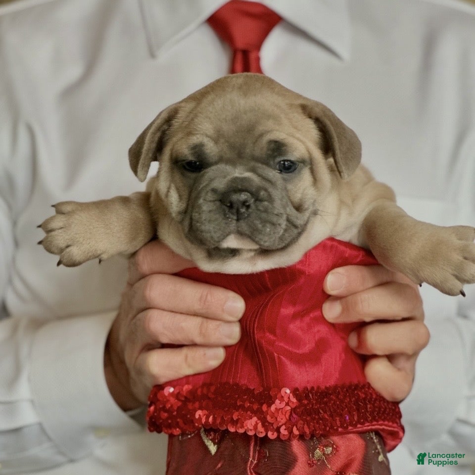 French Bulldog dogs Adam - Ad 41