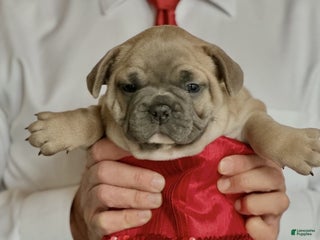 French Bulldog dogs Adam - Ad 36