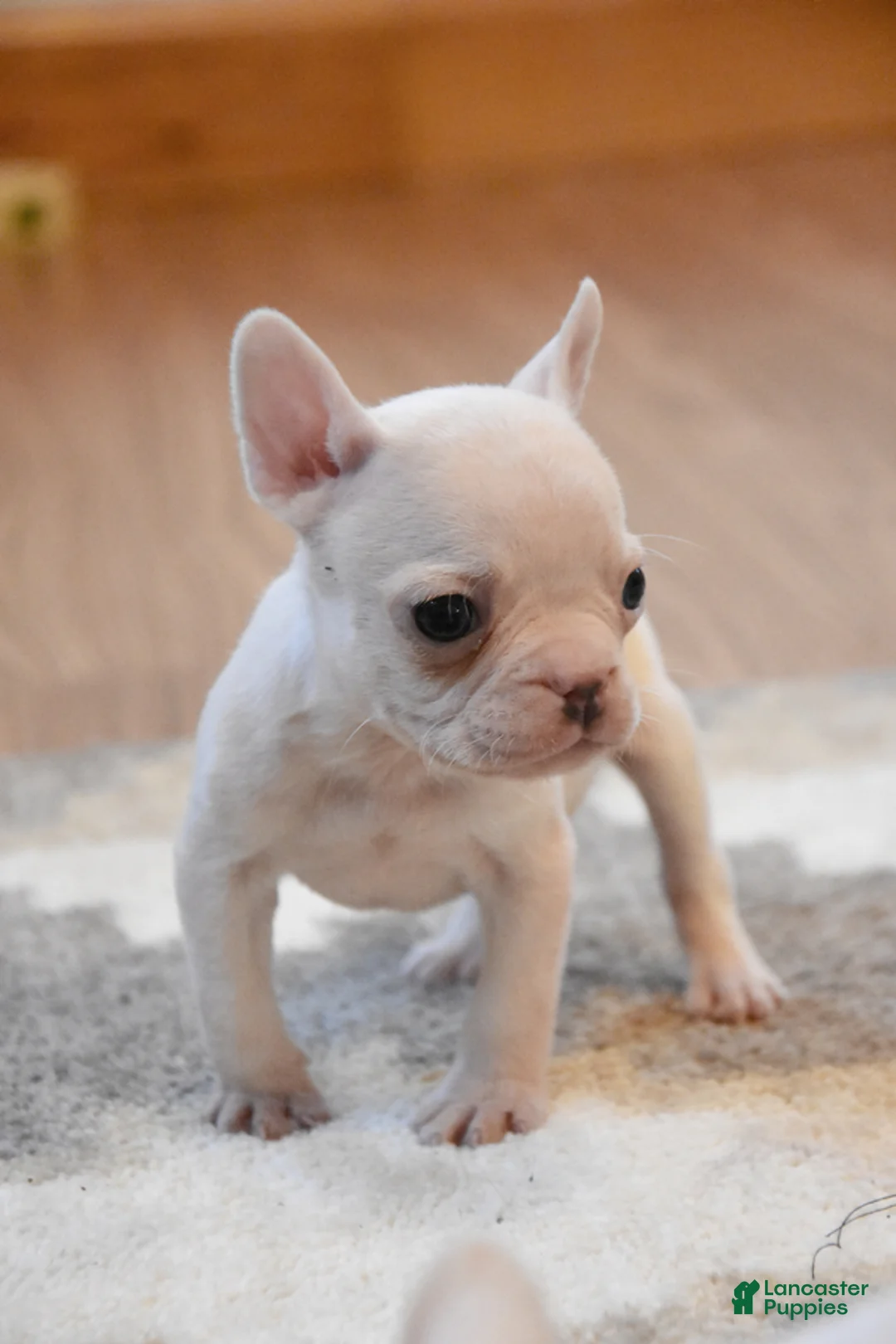 French Bulldog dogs for sale: Trixie - Ad 2