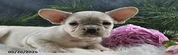 French Bulldog dogs for sale: Jasmine - Ad 7