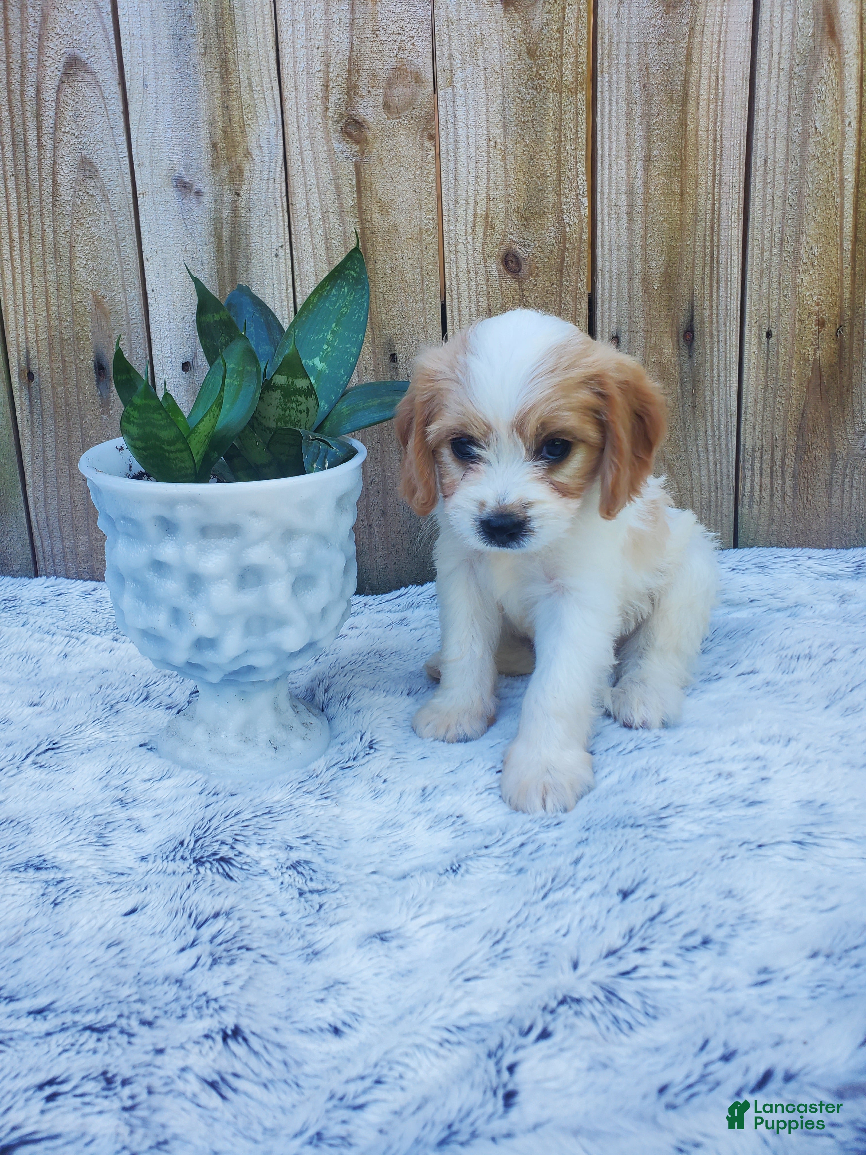 Cavachon dogs Benson - Ad 2