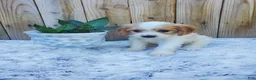 Cavachon dogs for sale: Benson - Ad 2