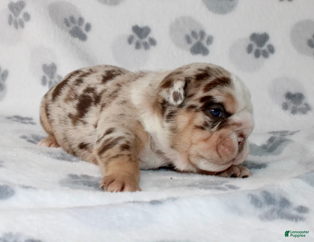 English Bulldog dogs for sale: Twix - Ad 3