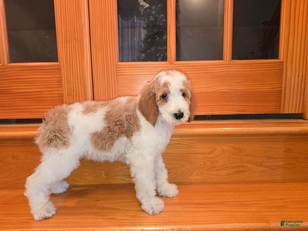 Standard Poodle dogs for sale: Bailey - Ad 2