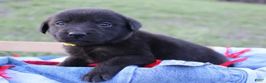 Labrador Retriever Puppy 9