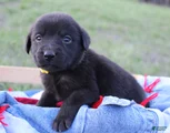 Labrador Retriever Puppy 9