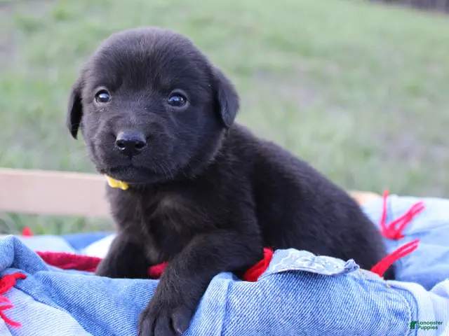 Labrador Retriever dogs for sale: Labrador Retriever Puppy 9 - Ad 16